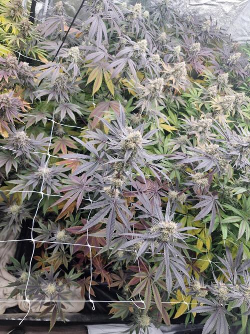 Cherry poppers pheno hunt. Week 14