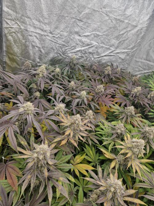 Cherry poppers pheno hunt. Week 14