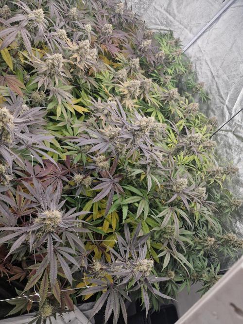 Cherry poppers pheno hunt. Week 14