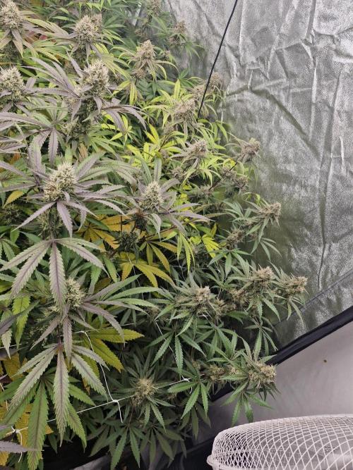 Blue dream pheno hunt. Week 14