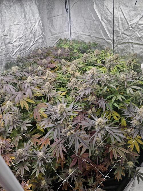 Blue dream pheno hunt. Week 14