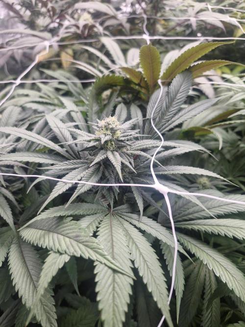 Rs11 pheno hunt. Week 14