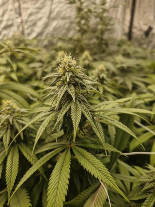 Rs11 pheno hunt. Week 14