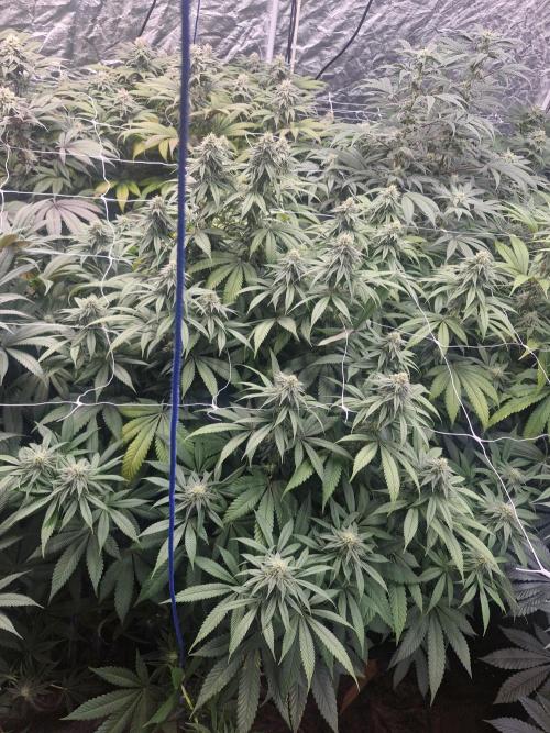 Rs11 pheno hunt. Week 14