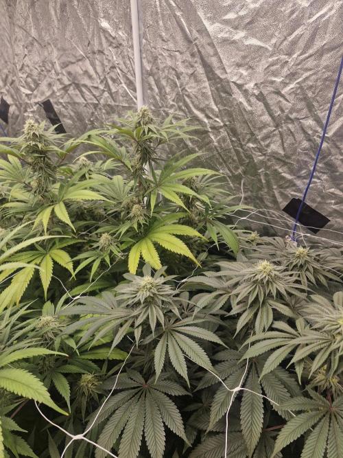 Rs11 pheno hunt. Week 14