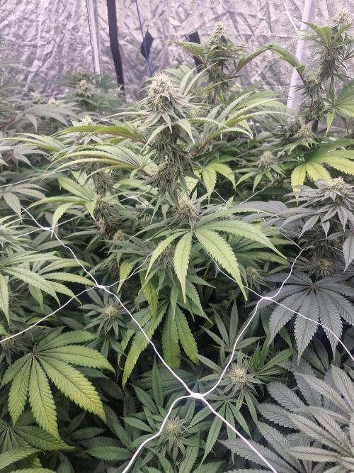 Rs11 pheno hunt. Week 14