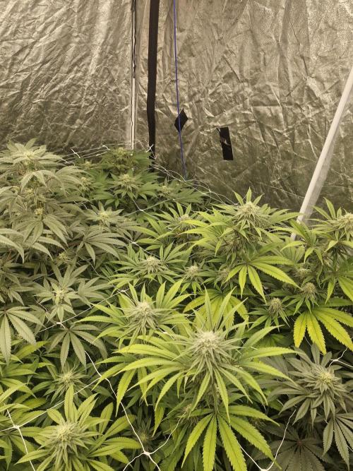 Rs11 pheno hunt. Week 14