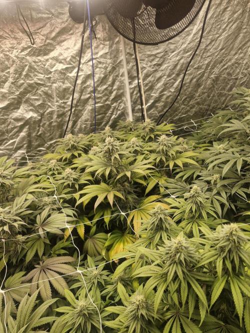 Rs11 pheno hunt. Week 14