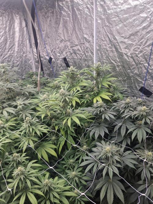 Rs11 pheno hunt. Week 14