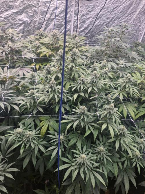 Rs11 pheno hunt. Week 14