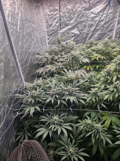 Rs11 pheno hunt. Week 14