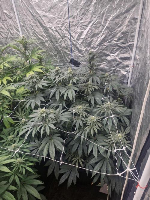 Rs11 pheno hunt. Week 14