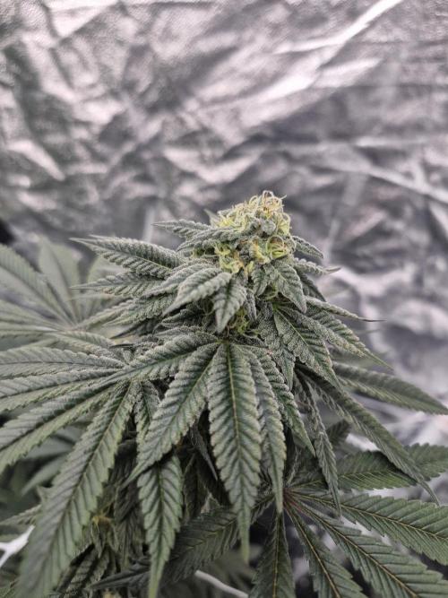 Rs11 pheno hunt. Week 15