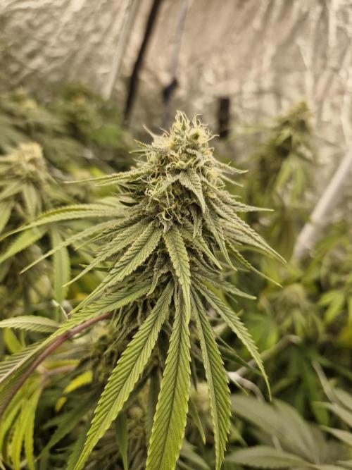 Rs11 pheno hunt. Week 15