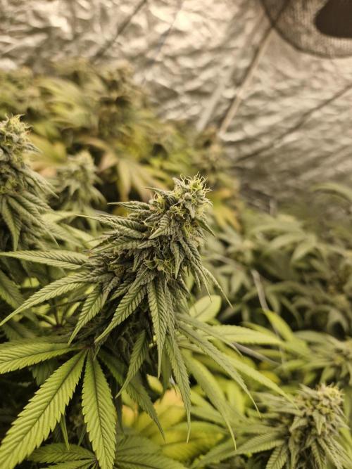 Rs11 pheno hunt. Week 15