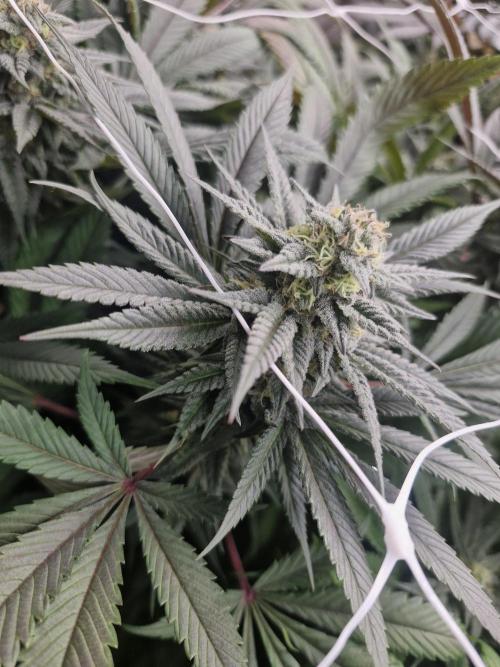 Rs11 pheno hunt. Week 15