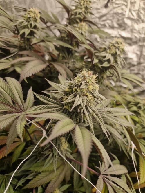 Rs11 pheno hunt. Week 15