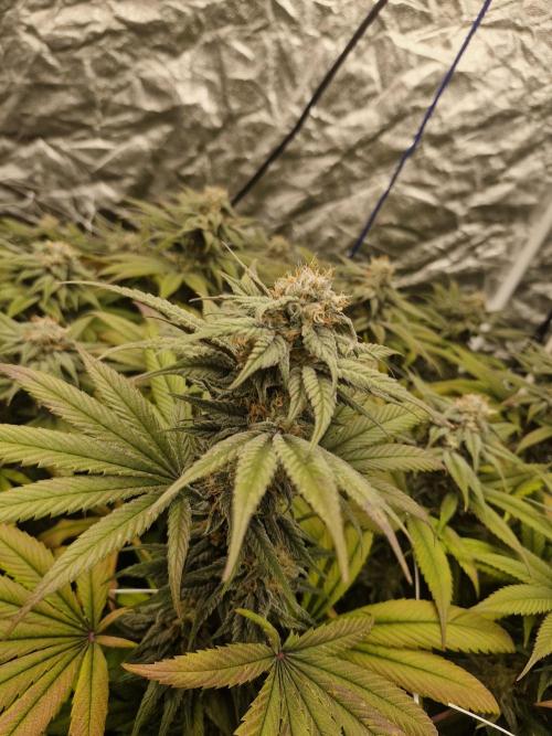 Rs11 pheno hunt. Week 15