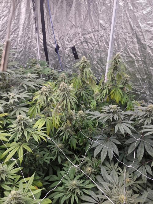 Rs11 pheno hunt. Week 15