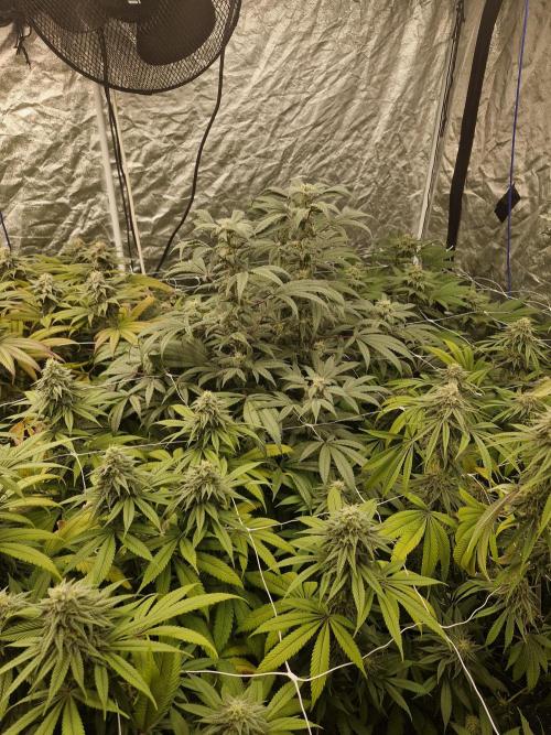 Rs11 pheno hunt. Week 15