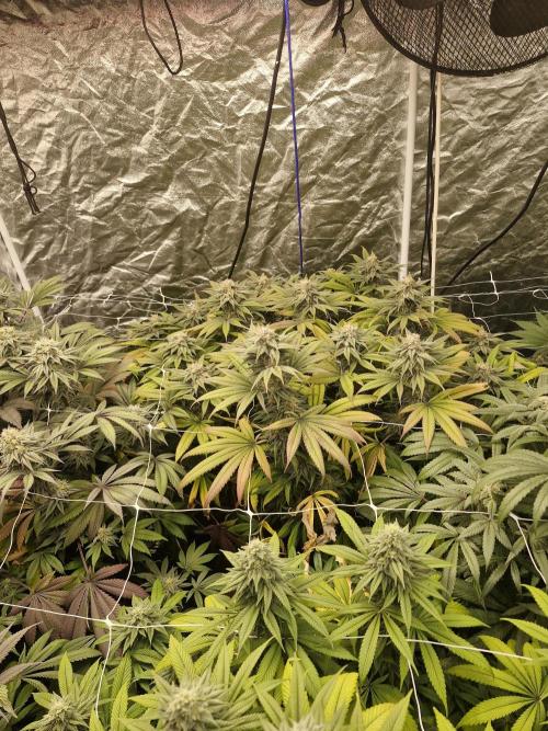 Rs11 pheno hunt. Week 15