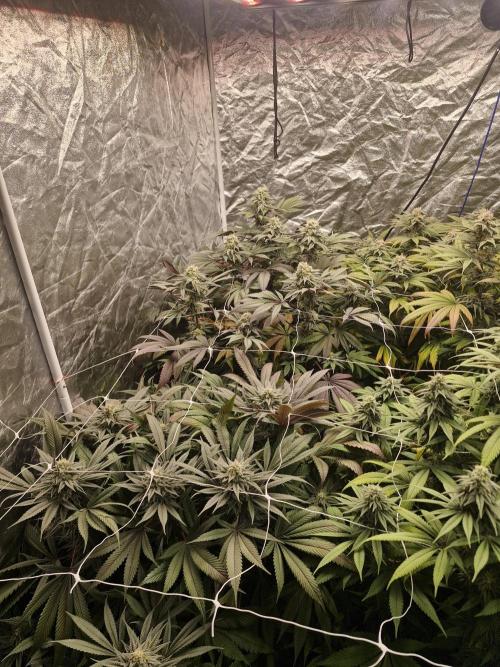 Rs11 pheno hunt. Week 15