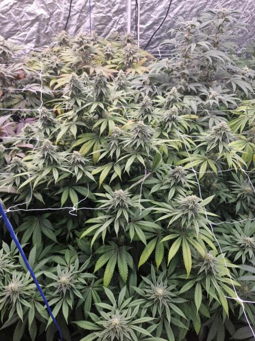 Rs11 pheno hunt. Week 15