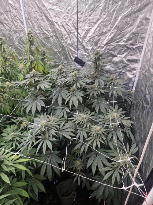 Rs11 pheno hunt. Week 15
