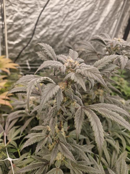Rs11 pheno hunt. Week 16