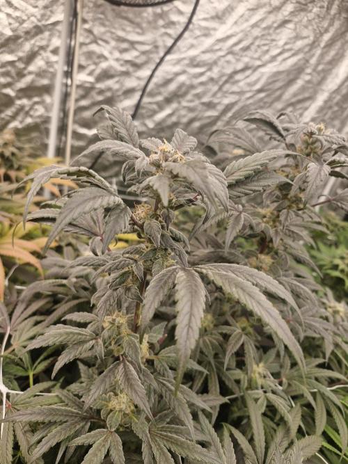 Rs11 pheno hunt. Week 16