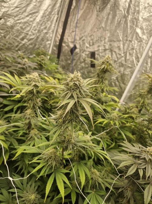 Rs11 pheno hunt. Week 16