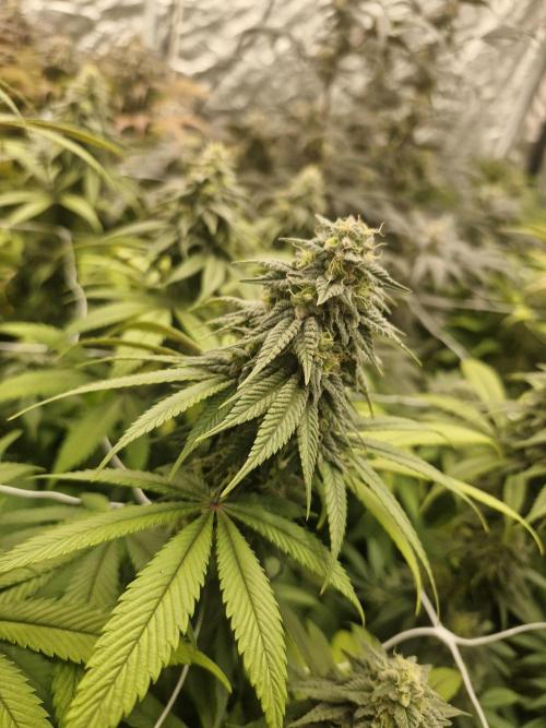 Rs11 pheno hunt. Week 16