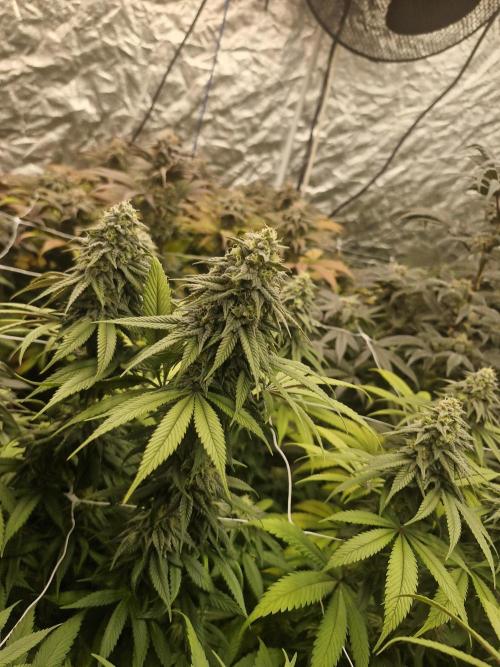 Rs11 pheno hunt. Week 16