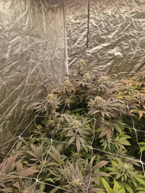 Rs11 pheno hunt. Week 16