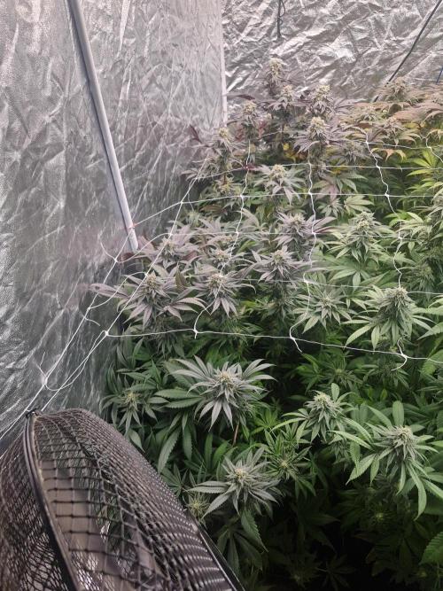 Rs11 pheno hunt. Week 16