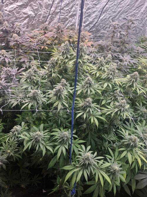 Rs11 pheno hunt. Week 16