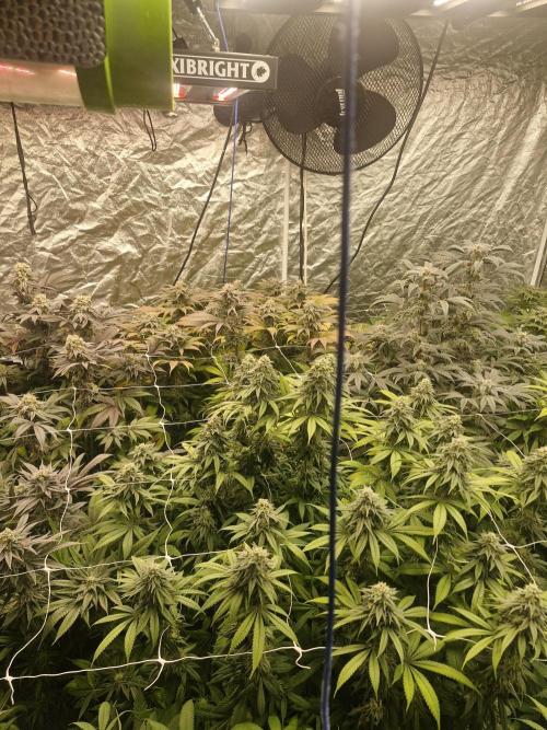 Rs11 pheno hunt. Week 16