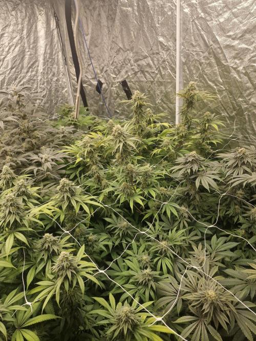 Rs11 pheno hunt. Week 16