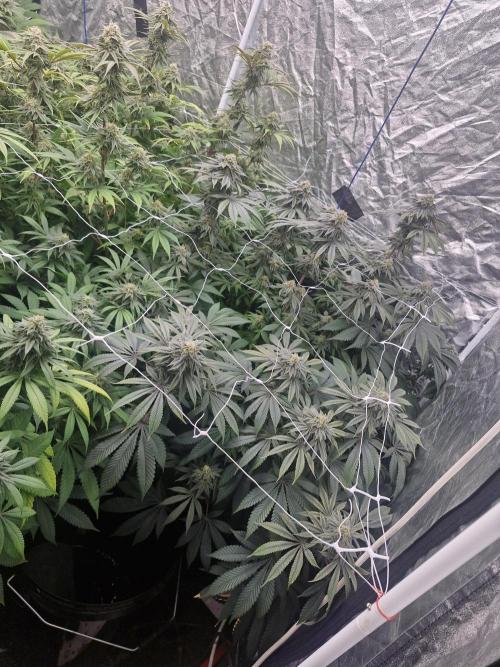 Rs11 pheno hunt. Week 16