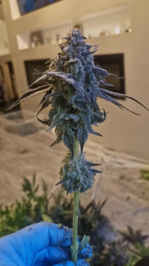 Cherry poppers pheno hunt