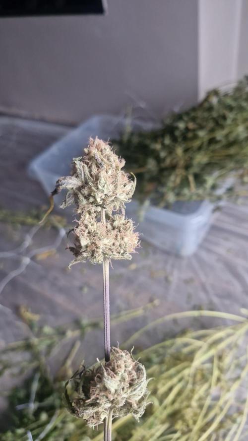 Cherry poppers pheno hunt. Week 15