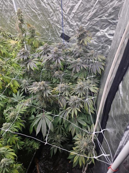 Rs11 pheno hunt. Week 17