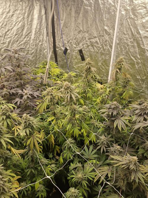 Rs11 pheno hunt. Week 17