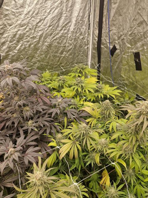 Rs11 pheno hunt. Week 17