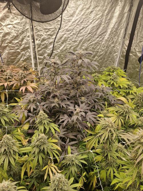 Rs11 pheno hunt. Week 17