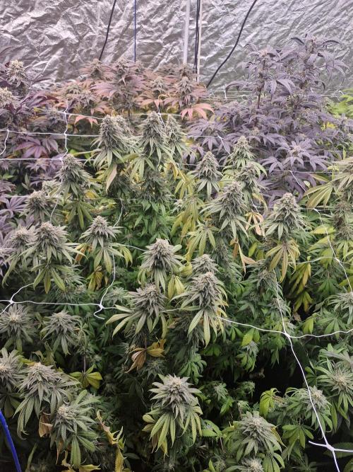 Rs11 pheno hunt. Week 17