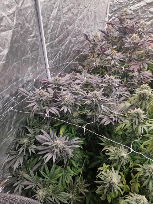 Rs11 pheno hunt. Week 17