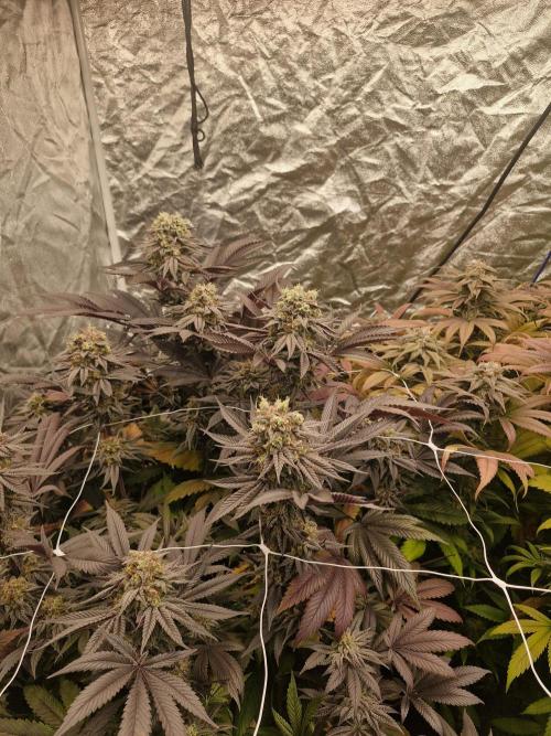Rs11 pheno hunt. Week 17