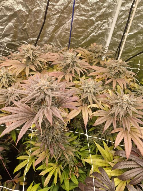 Rs11 pheno hunt. Week 17