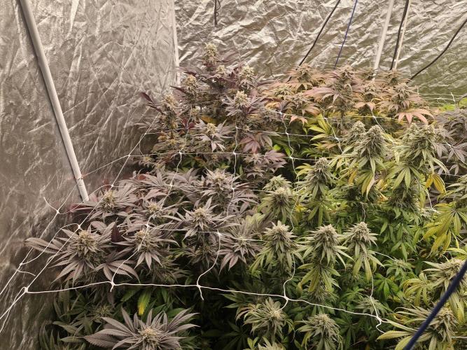 Rs11 pheno hunt. Week 17